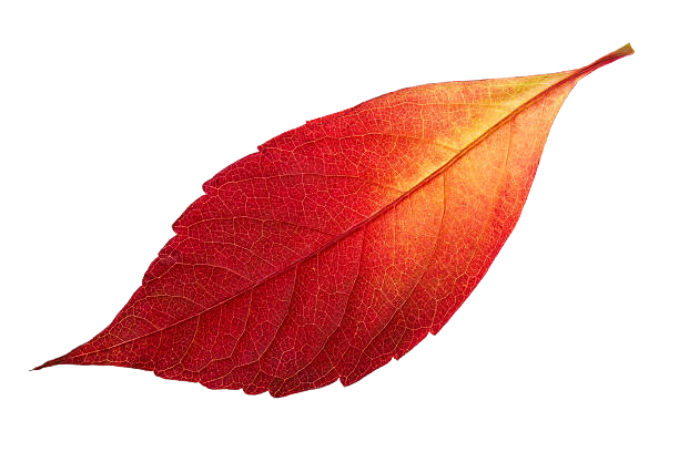 The Spring Leaf